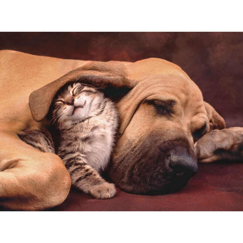 Puzzle Cuddles 500pzs - Frikibase.com
